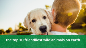 the top 10 friendliest wild animals on earth
